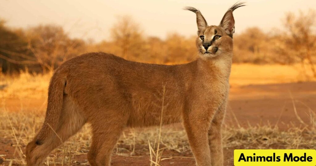Caracal Animal That Gallop