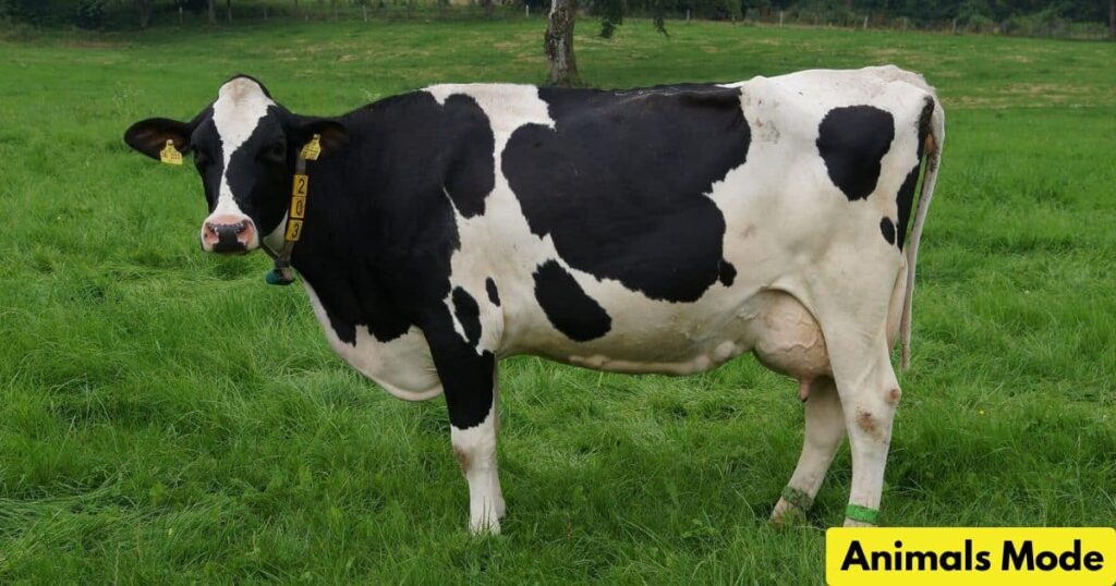 Cattle Animal That Gallop