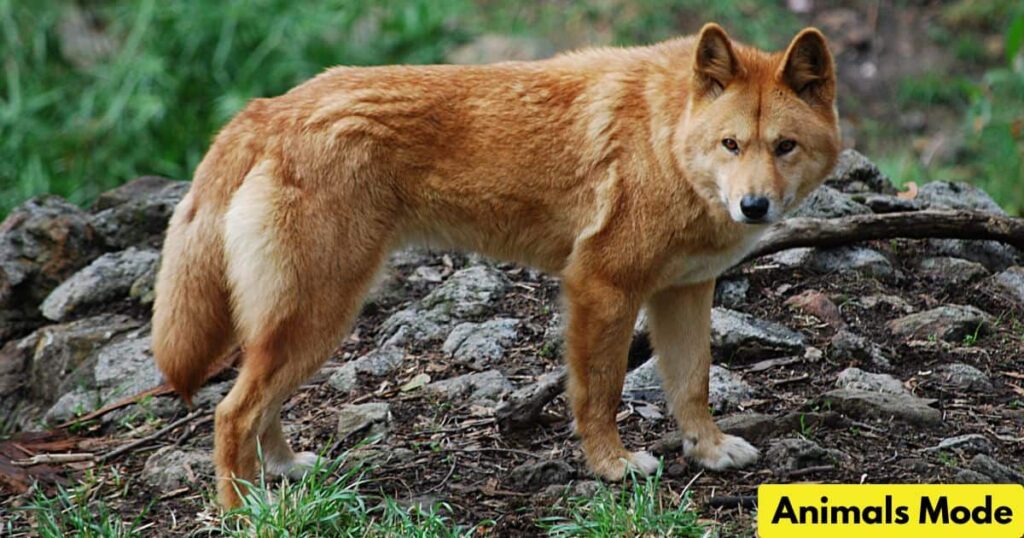 Dingo is Gallop Animal