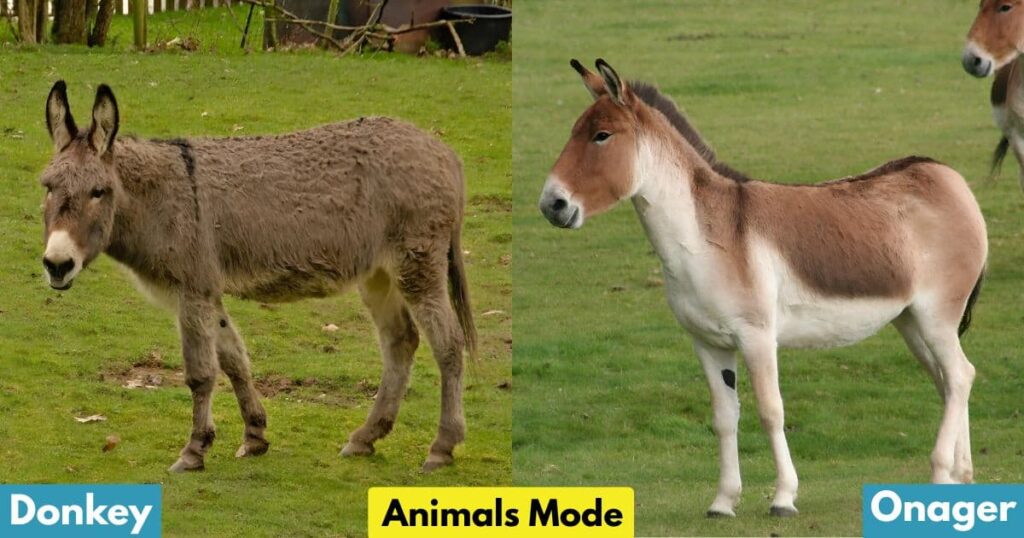 Donkey & Onager Gallop Animal