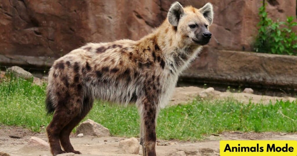 Hyena is Gallop Animal
