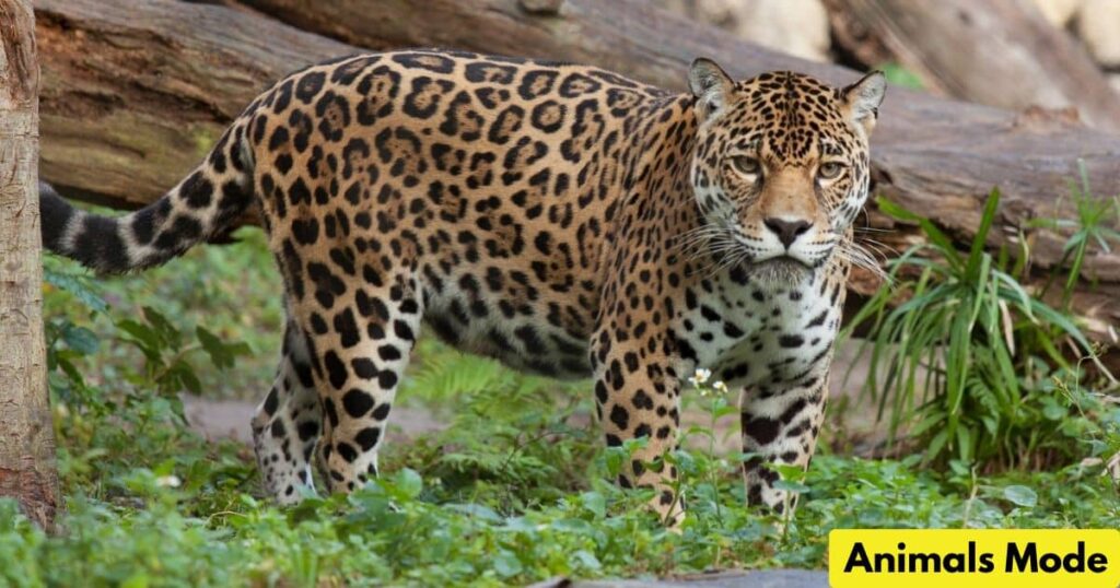 Jaguar is Gallop Animal
