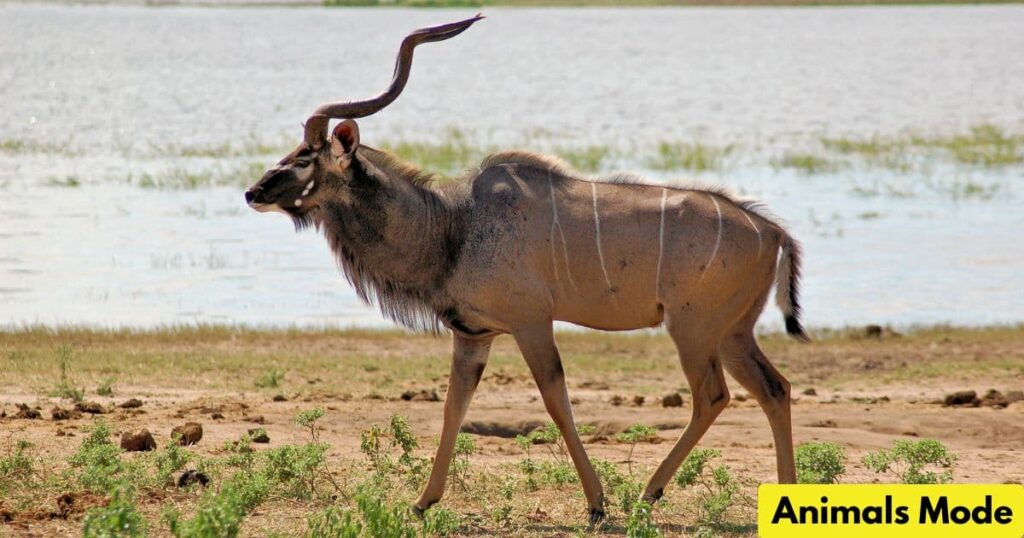 Kudu Animal That Gallop