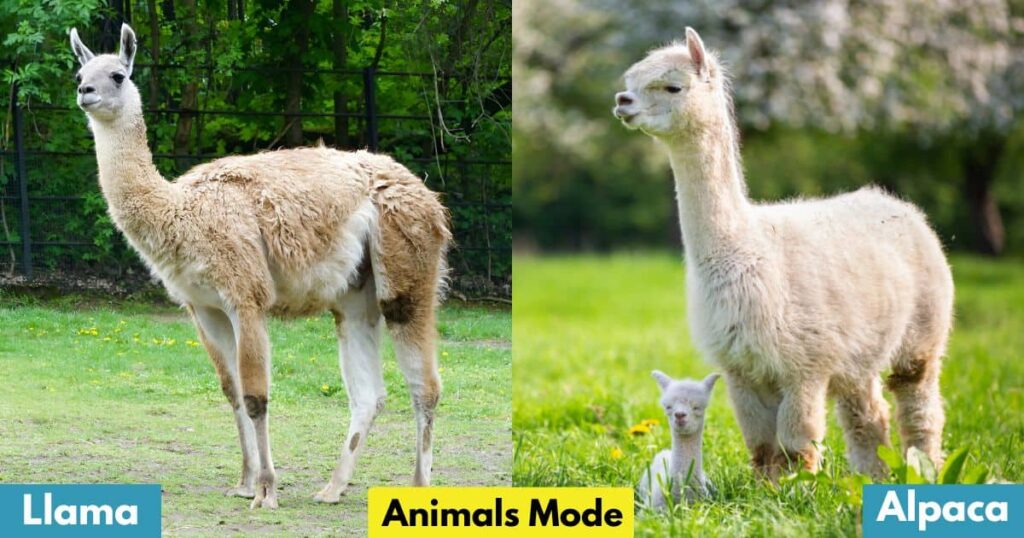 Llama & Alpaca is Gallop Animal