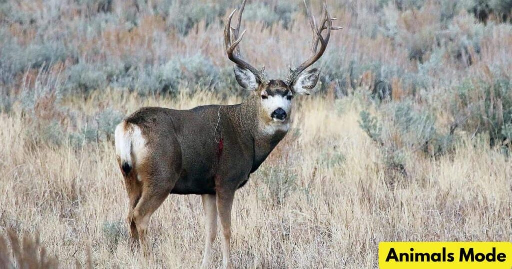 Mule Deer is Gallop Animal