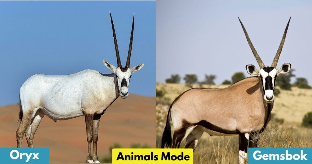 Oryx & Gemsbok Gallop Animal