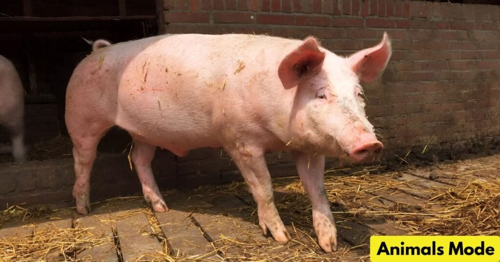 Pig Animal That Gallop