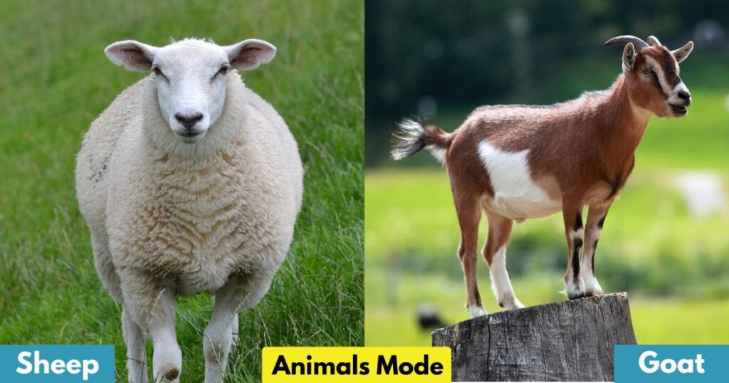 Sheep & Goat is Gallop Animal