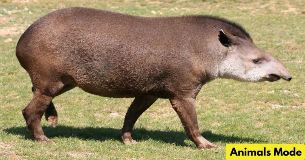 Tapir Animal That Gallop