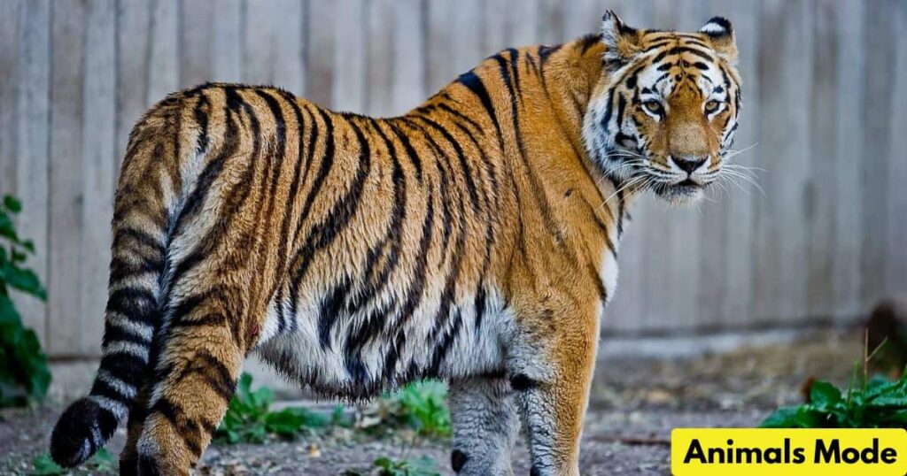 Tiger Gallop Animal