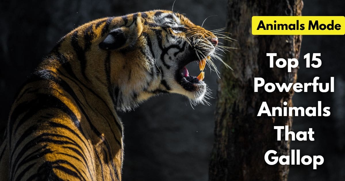 Top 15 Powerful Animals That Gallop (Images and Facts) top-powerful-animals-that-gallop-images-and-facts