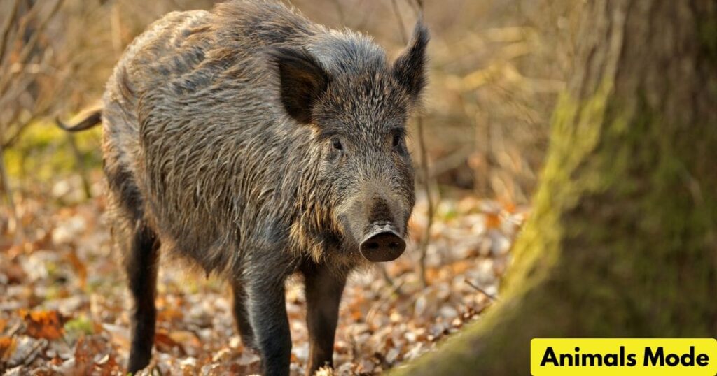 Wild Boar Animal That Gallop