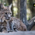 Top 12 Animals That Growl (Images and Facts)