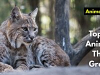 Top 12 Animals That Growl (Images and Facts) Top 12 Animals That Growl (Images and Facts)