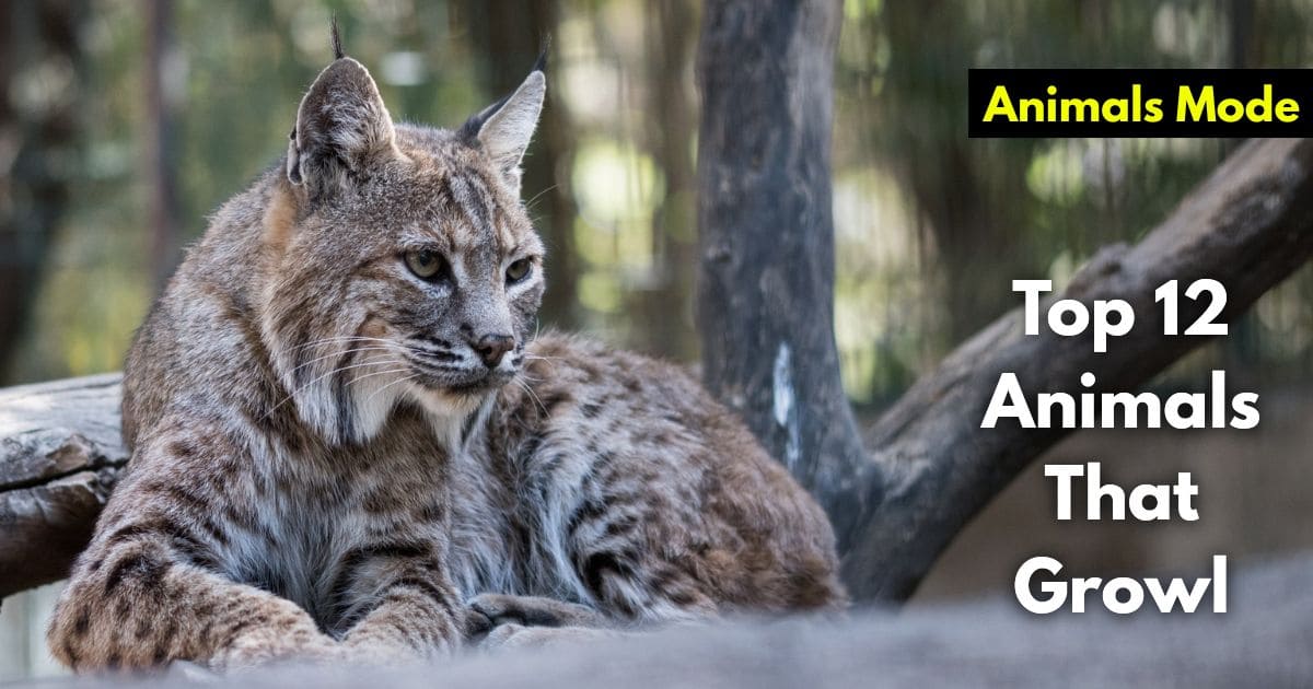 Top 12 Animals That Growl (Images and Facts)