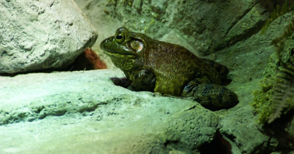 American Bullfrog Animals That Growl