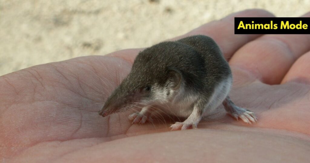 American Pygmy Shrew Greedy Animal