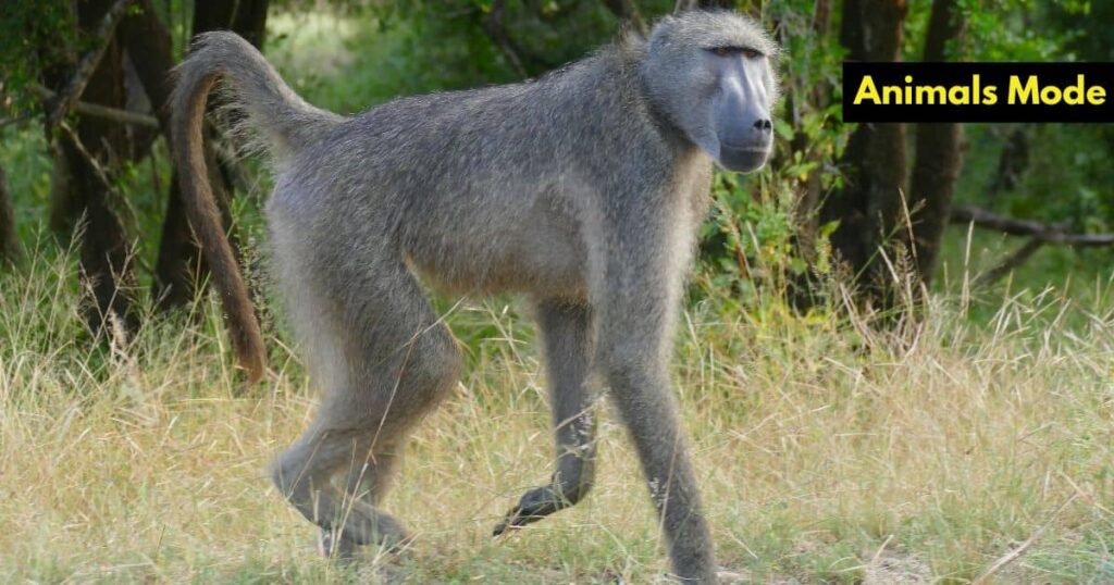 Baboon Greedy Animal