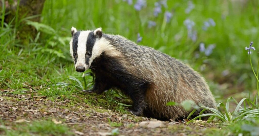 Badger Animals That Growl