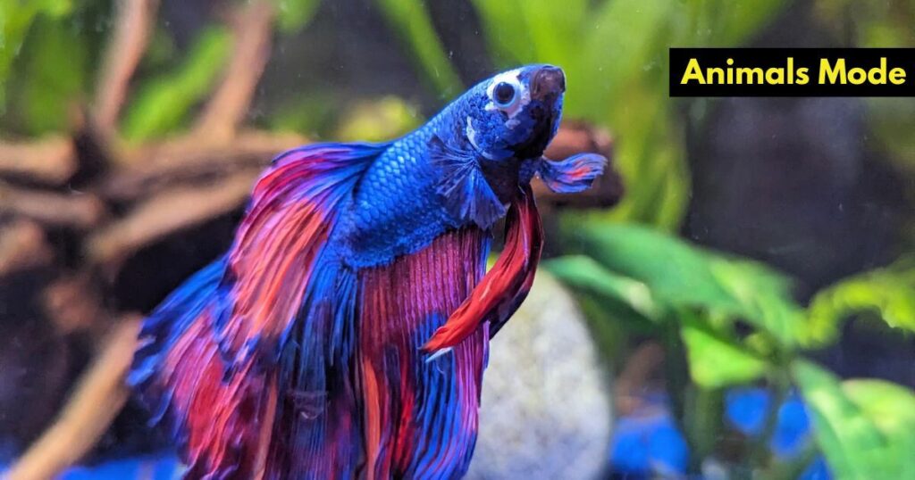 Betta Fish (Siamese Fighting Fish) Animal with Scales