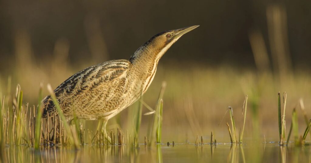 Bittern Animal That Growl