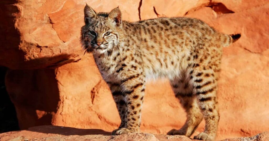 Bobcat Animals That Growl