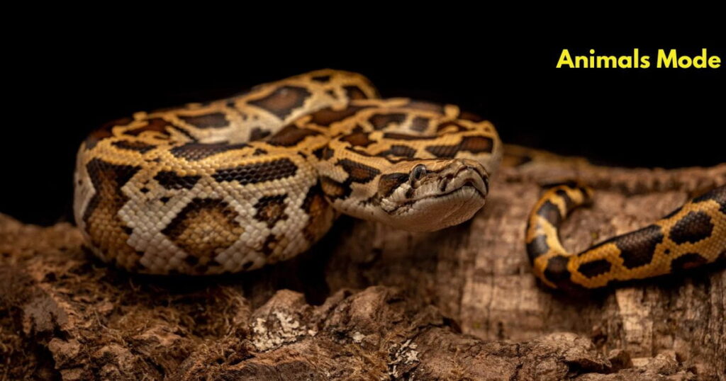Burmese Python Greedy Animal