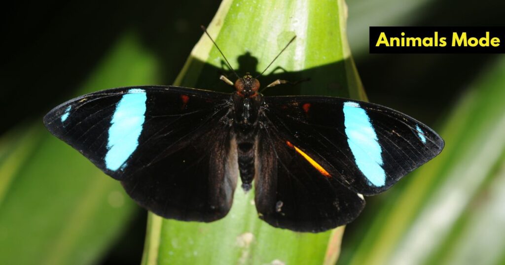 Butterfly Animals with Scales