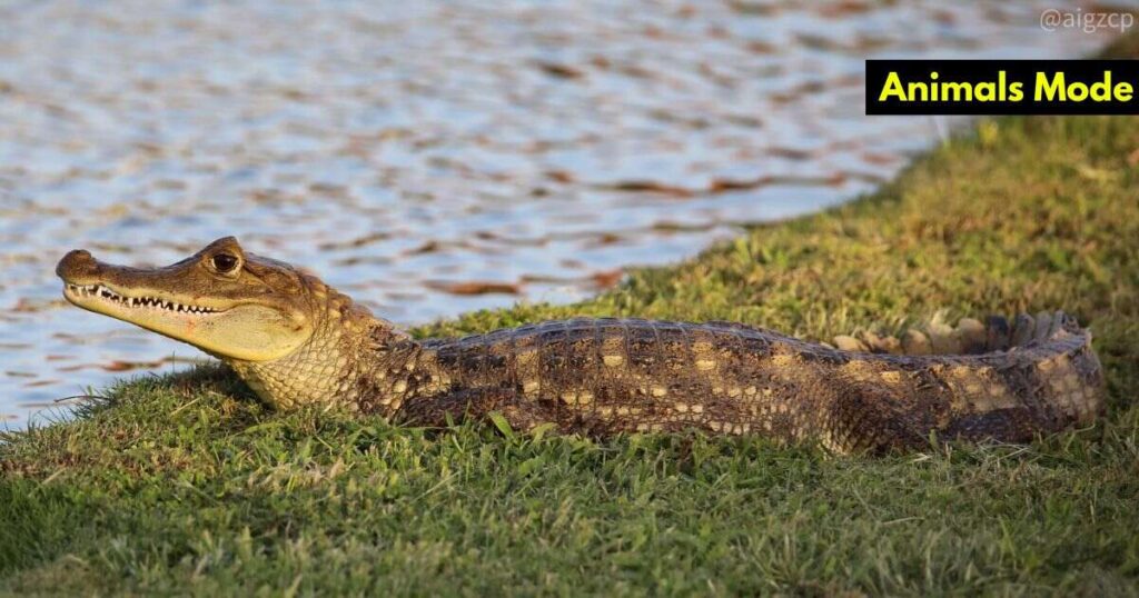Caiman Animals with Scales