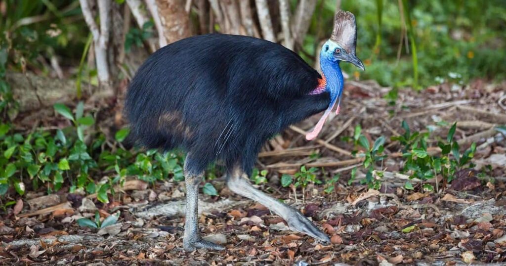 Cassowary Animals That Growl