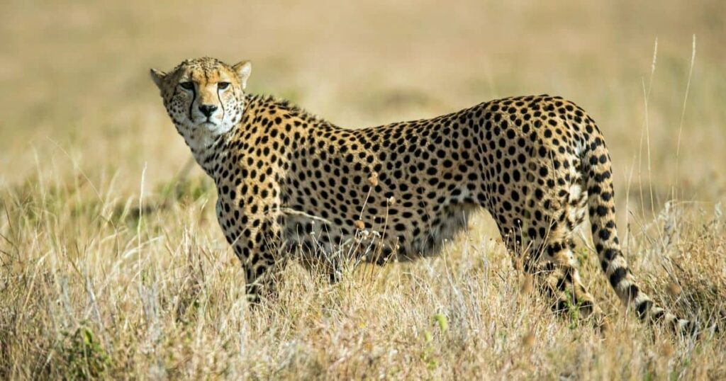 Cheetah Animal That Growl