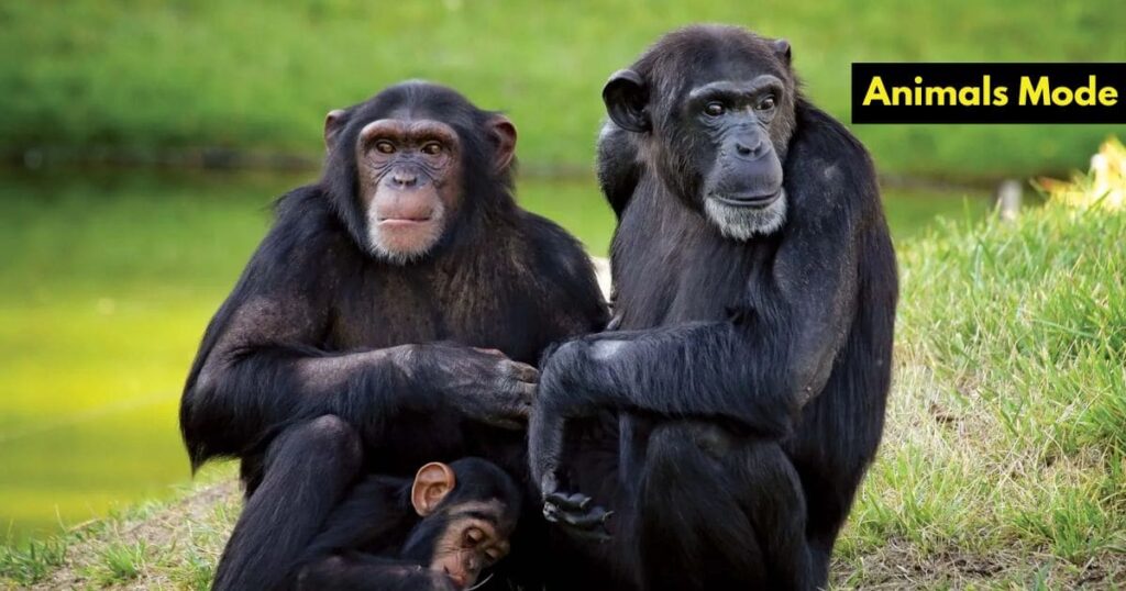 Chimpanzee Greedy Animal