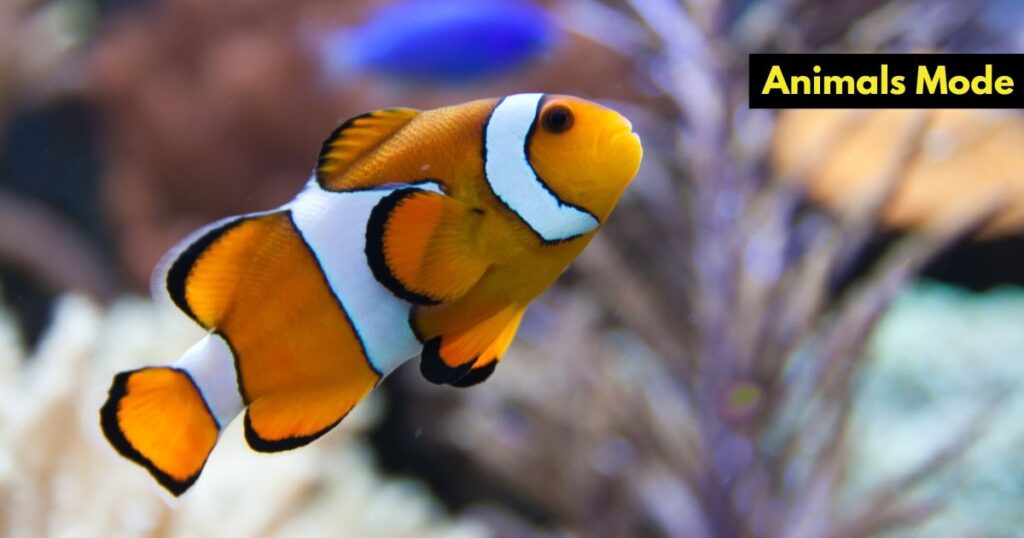Clownfish Animals with Scales