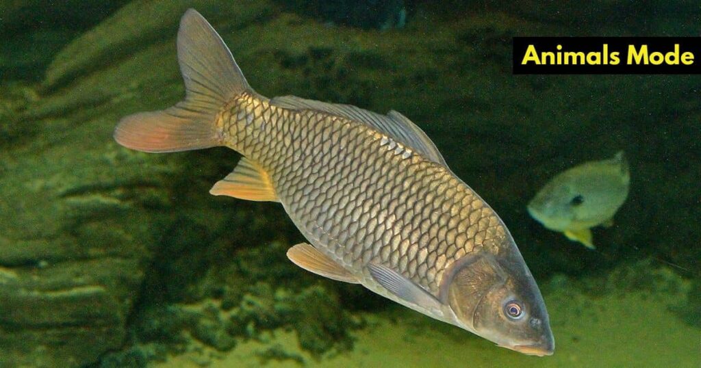 Common Carp Animal with Scales