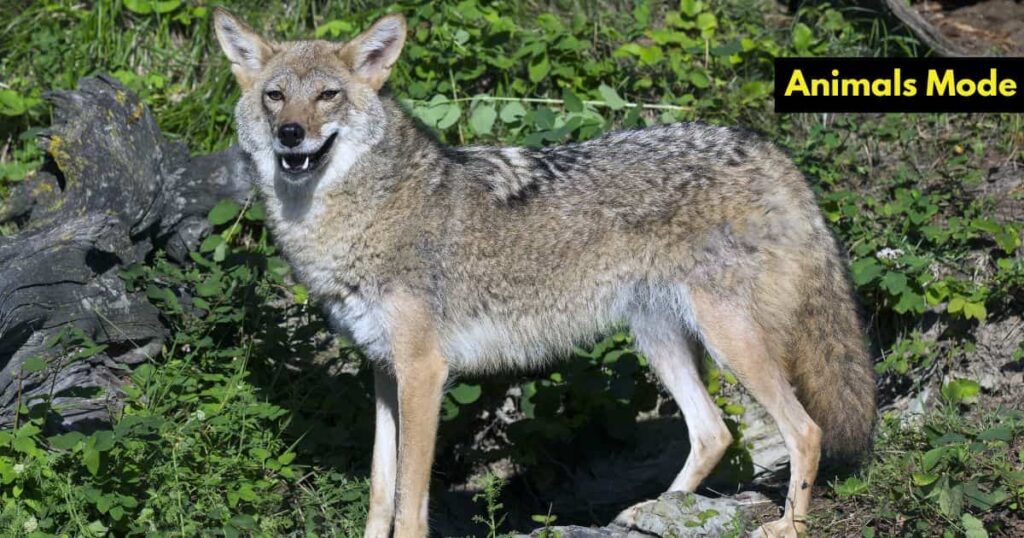 Coyote Greedy Animal