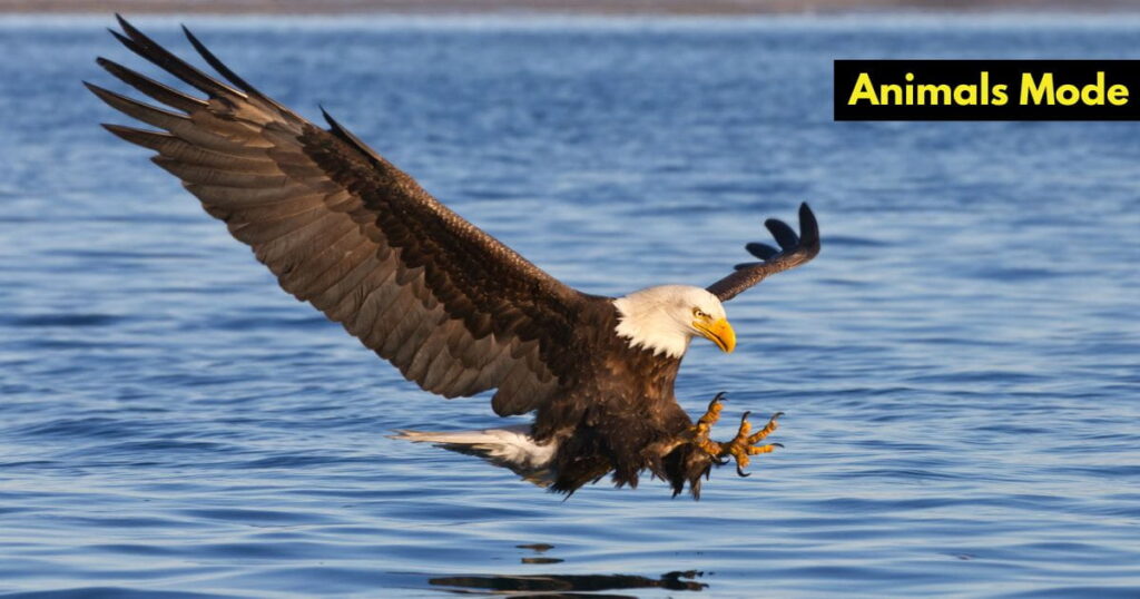 Eagle Animals with Scales