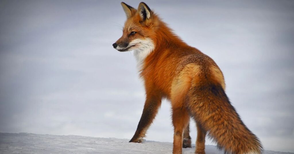 Fox Animals That Growl