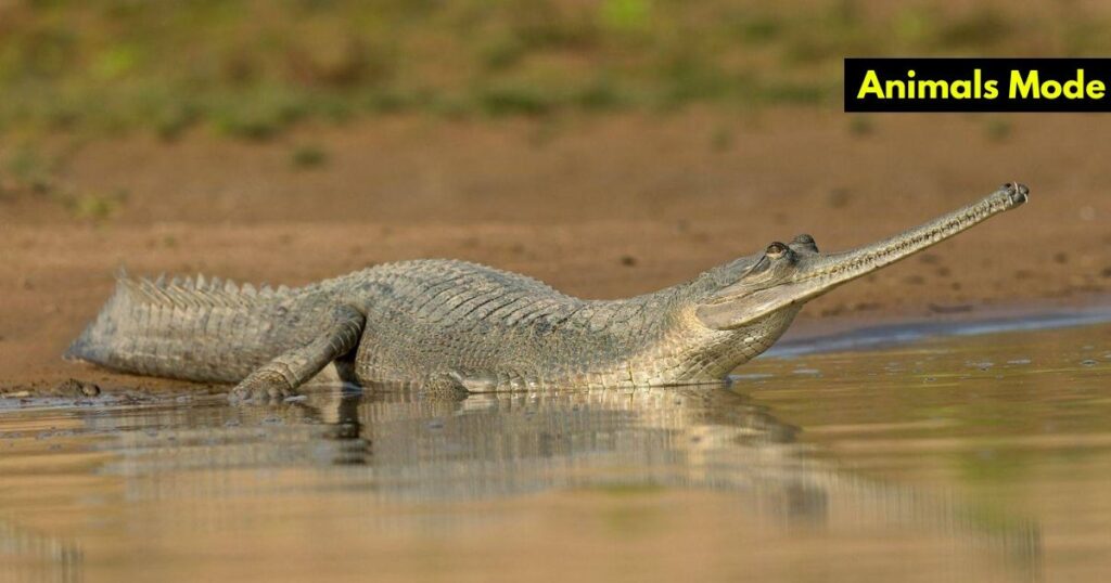 Gharial Animals with Scales