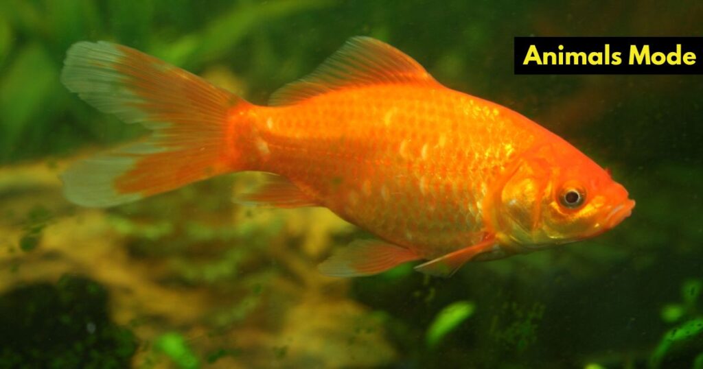 Goldfish Animals with Scales