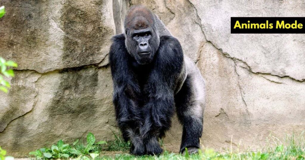 Gorilla Greedy Animal