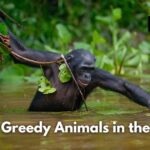 Top 15 Greedy Animals in the World (Images and Facts)