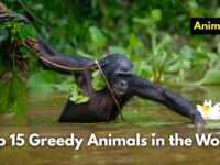 Top 15 Greedy Animals in the World (Images and Facts)
