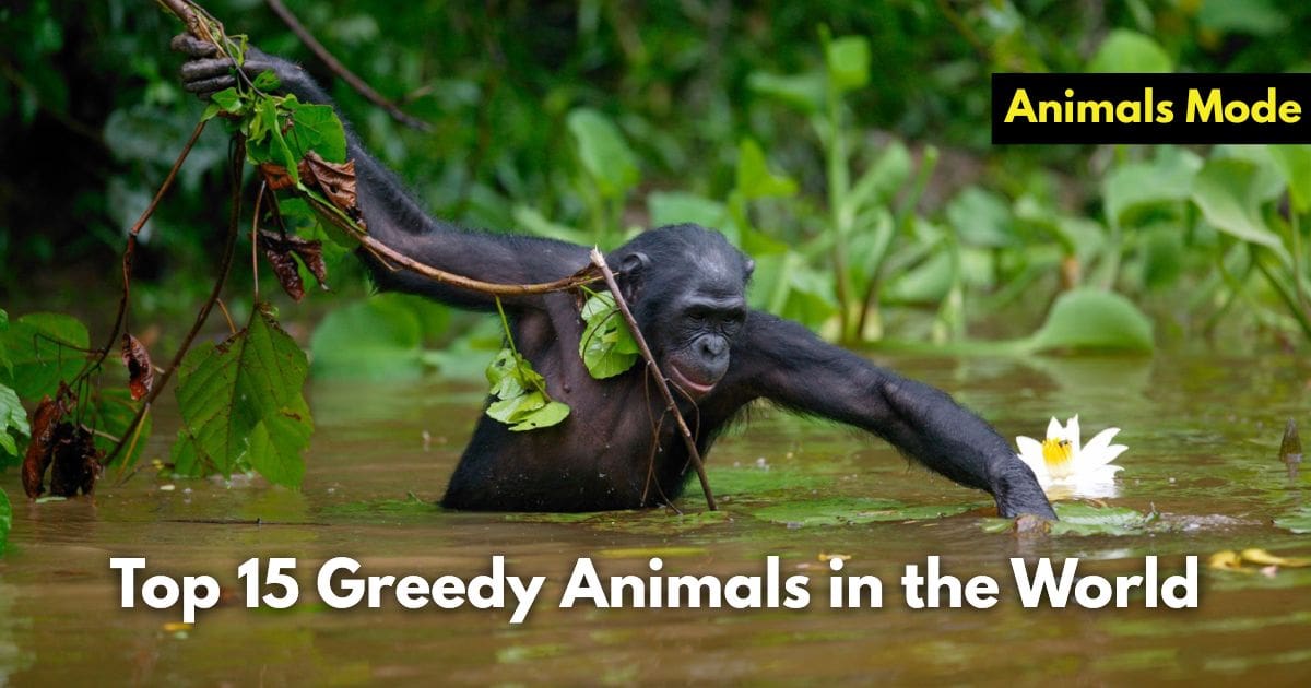Top 15 Greedy Animals in the World (Images and Facts)
