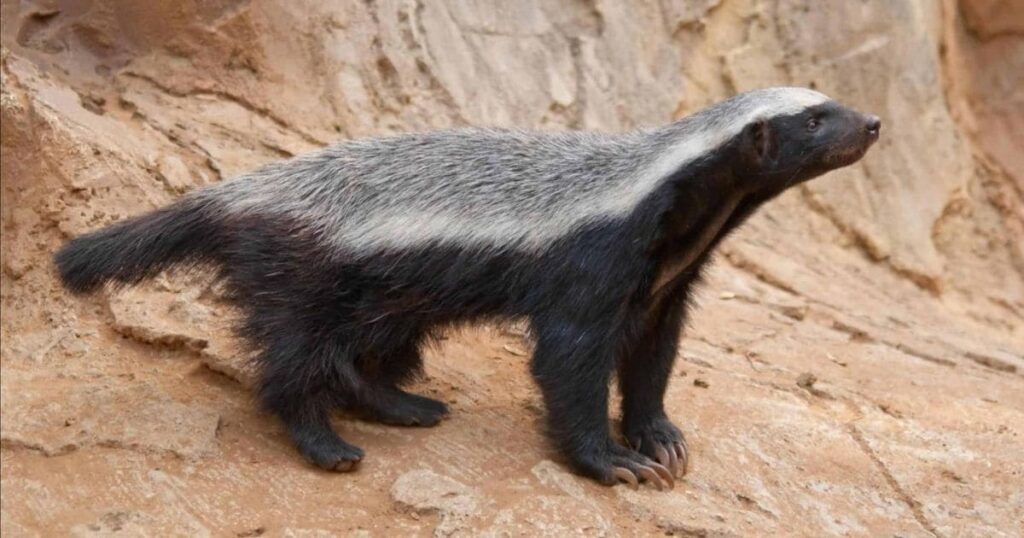 Honey Badger Animals That Growl