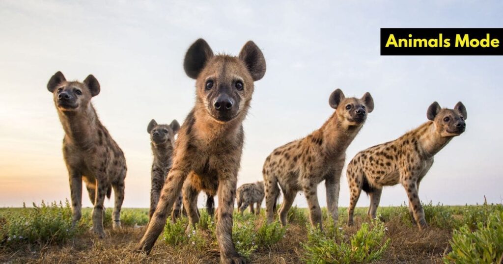 Hyena Greedy Animal