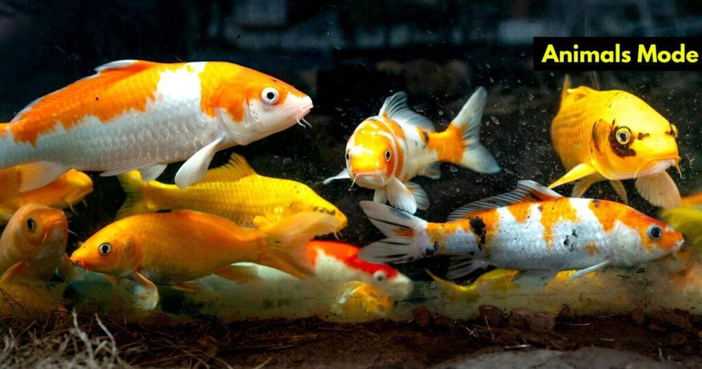 Koi Animals with Scales
