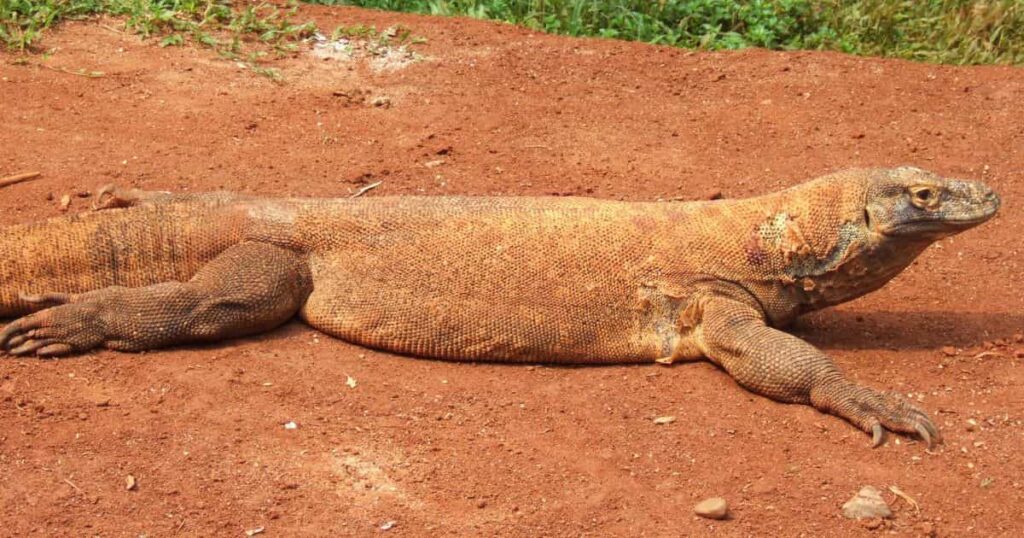 Komodo Dragon Animals That Growl