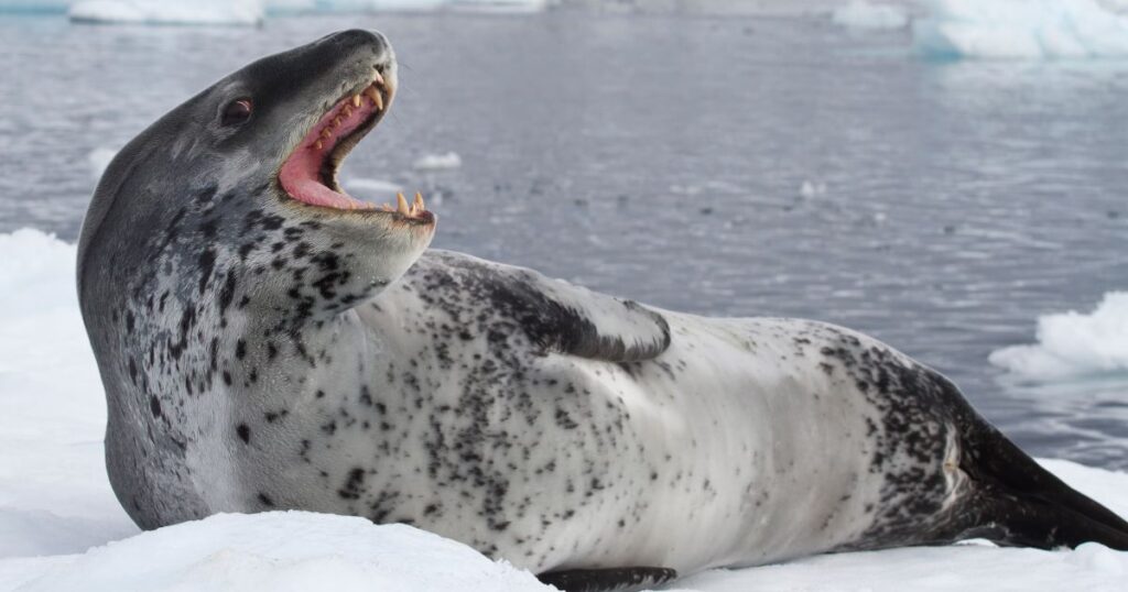 Leopard Seal Animals That Growl