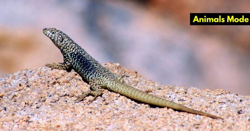 Lizards Animals with Scales