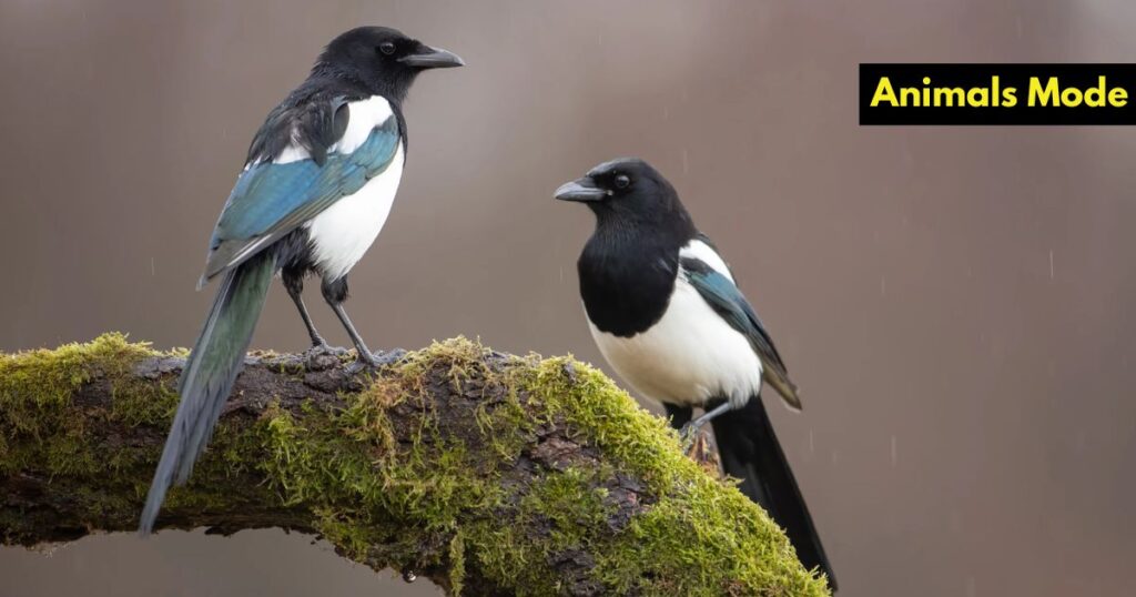 Magpie Greedy Animal
